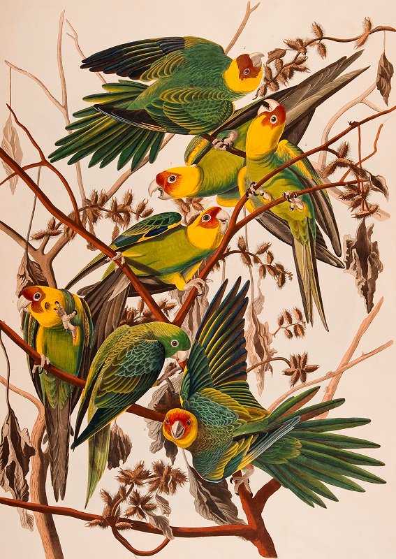 Happy Birthday, John James Audubon! Born today in 1785 in Haiti on his father\s sugarcane plantation.  
