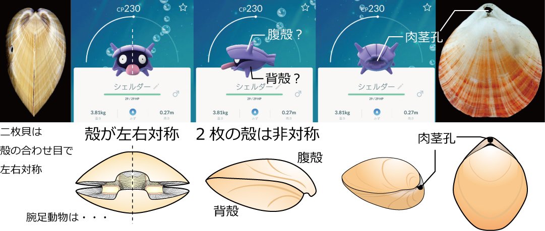 リアルオーキド博士 ポケモンのシェルダーとパルシェンを 古生物学 の観点から研究した結果ｗｗｗｗｗｗ 画像あり