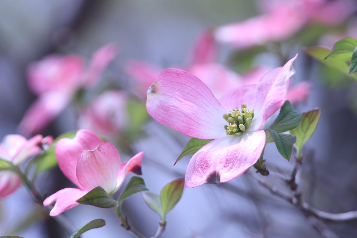 Yoko Ito Auf Twitter ハナミズキ ピンク色の花水木 下から見上げた 透け感が好き 花 ハナミズキ 花水木 横浜キリンビバレッジ