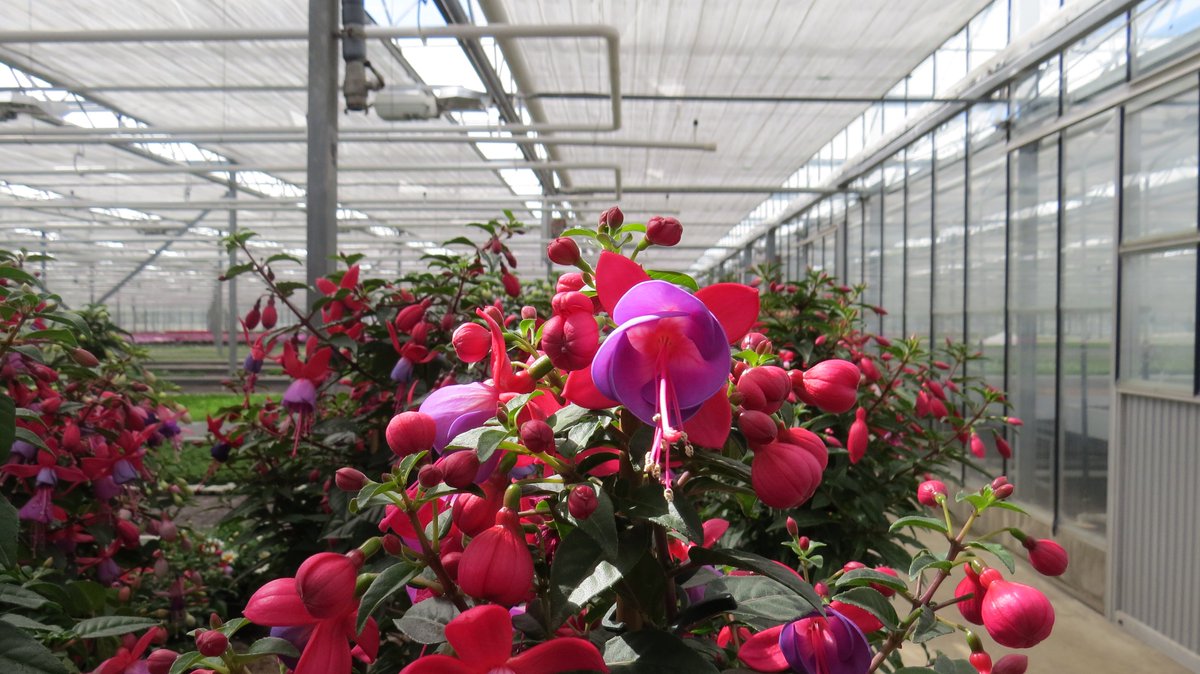 #Beauty is called a #fuchsia. More than 100 species  <a href="/HendriksYP/">Hendriks YoungPlants</a> #BellaFuchsia® #tradition #quality #artofgrowing #fuksja #roślinyogrodowe