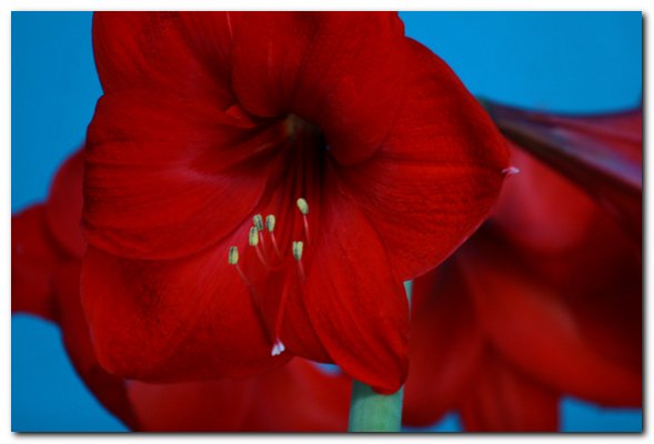 DiminskyVictor's tweet image. AMARILLIS_MAMA'S_WINDOW_KIEV_04_17