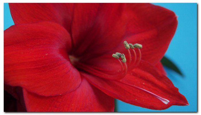 DiminskyVictor's tweet image. AMARILLIS_MAMA'S_WINDOW_KIEV_04_17