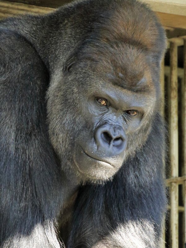 Chiyu 安定のキメ顔 東山動物園 ゴリラ シャバーニ T Co Fzjbnu70gs Twitter