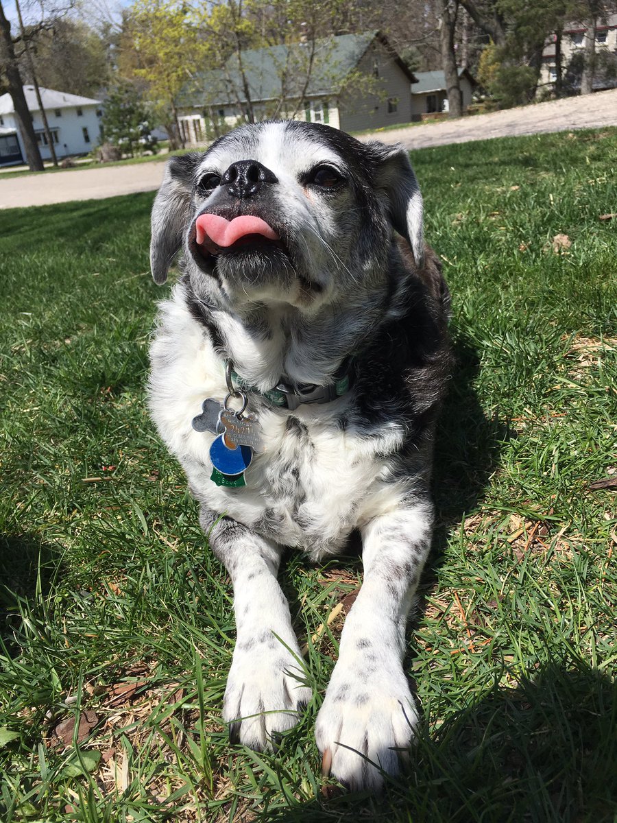 PastorMatthewC's tweet photo. Monty is enjoying the sunny day in Bay Port. #ParsonageDog https://t.co/0psSfR5Kxi