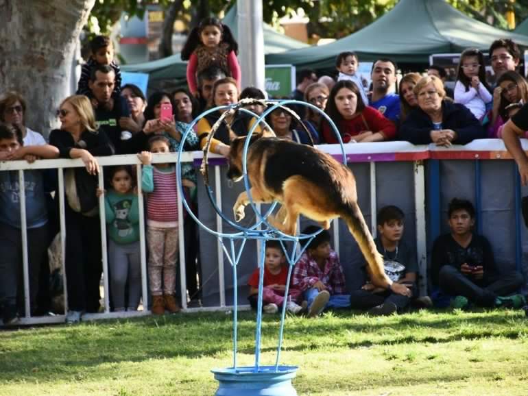 InfochicosSJ's tweet photo. Mira las fotos del desfile de mascotas que atrajo a la familia
https://t.co/Tc16boTjyp https://t.co/pwy39z76JY