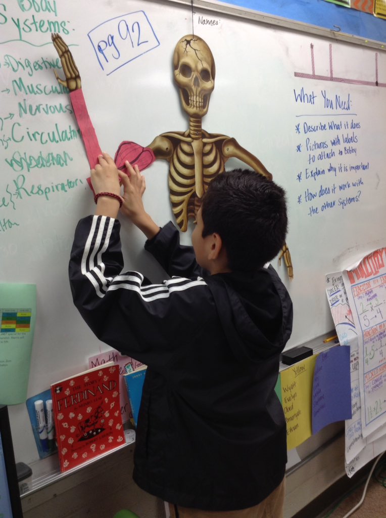 mthornton_BES's tweet photo. My young scientists are hard at work trying to give Mr. Bobby Bones some of his vital body systems back! #BESroom311 #classvisitor https://t.co/MacL6tYutw