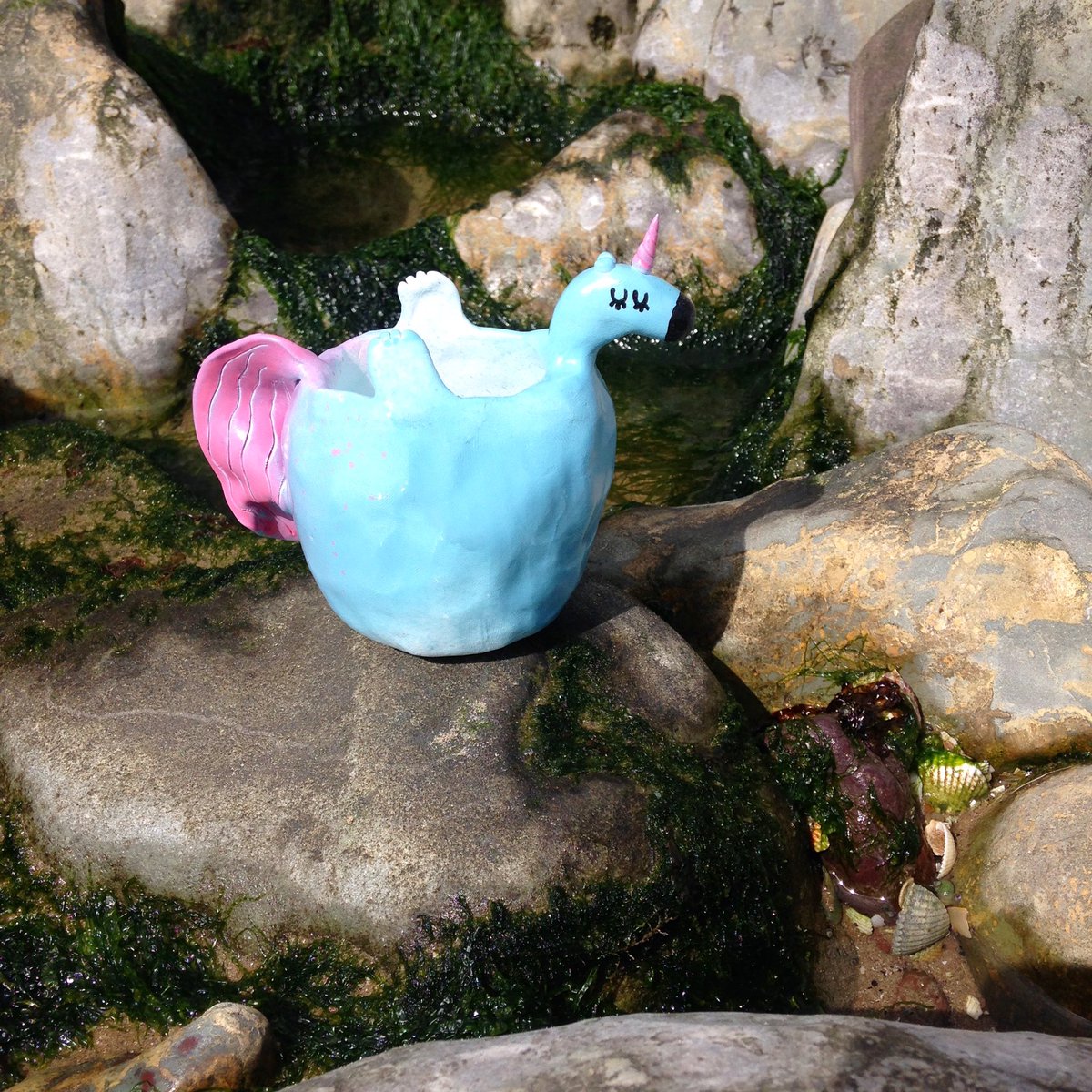 hilumpyunicorn's tweet image. Rock pooling!! Found some barnacles, abandoned shells 🐚✨and a deceased crab 🦀😲💀 this Lumpy Unicorn was a mermaid for the day ☺️
