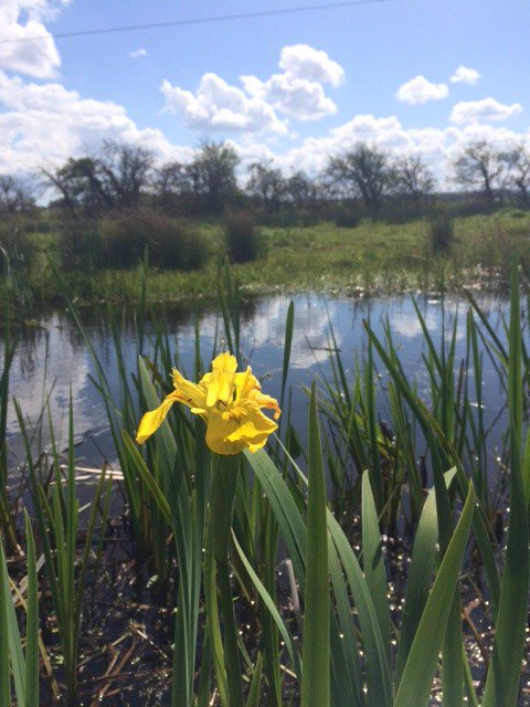 WWTSteart's tweet image. Always nice to see the first YELLOW FLAG IRIS appear among the emergent vegetation along the ditches