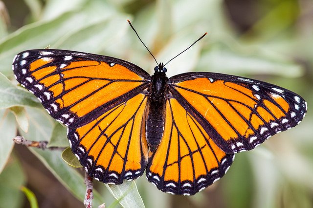 Alberta Parks on Twitter: "Did you know the monarch butterfly is one of the largest Canadian butterflies? Have you seen one in #abparks? #wildlifewednesday… https://t.co/izcknDVIn8"