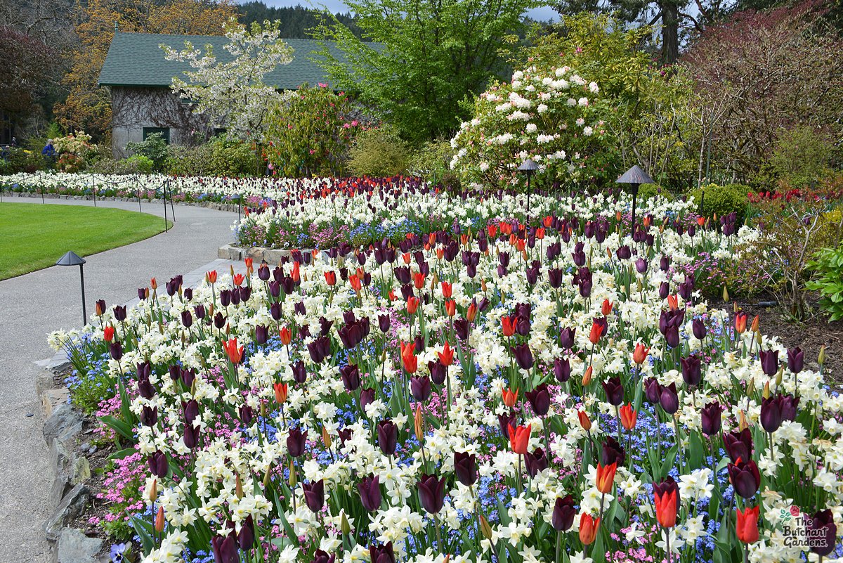 The garden beds contain an array of colour right now as we slowly welcome #spring. #horticulture #butchartgardens