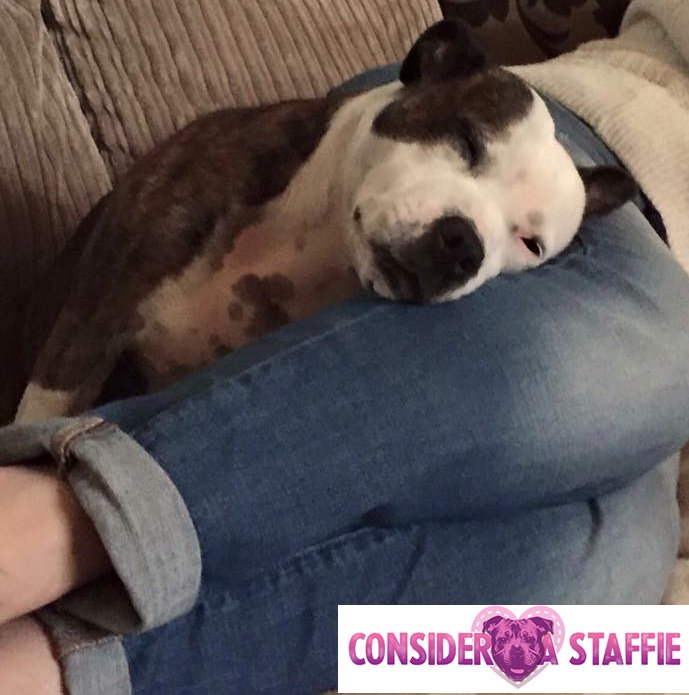 ConsiderAStaff's tweet photo. Roxy is today's Staffie of the Day! https://t.co/dmBajMdQIr #dogsoftwitter #dogs #dogstagram #staffie #staffy #nannydogs #doglovers https://t.co/VordQ8LXmh