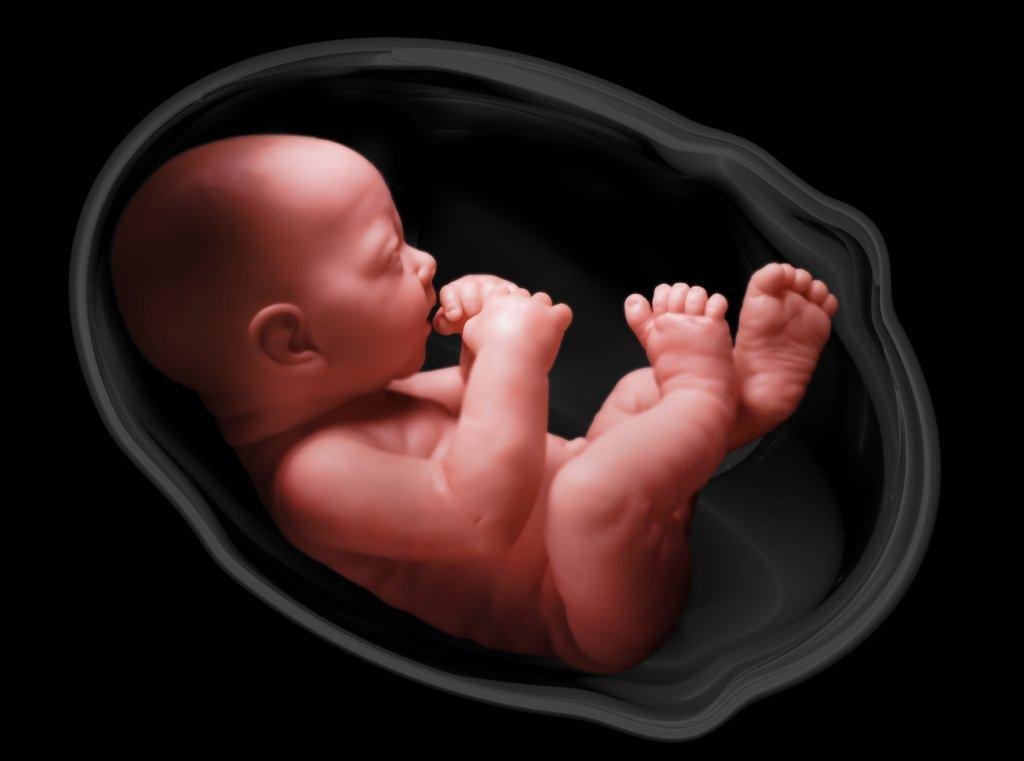 redaccionmedica's tweet image. Un #úteroartificial mantiene con vida a prematuros con una falsa #placenta #maternidad #parto 
redaccionmedica.com/secciones/inge…