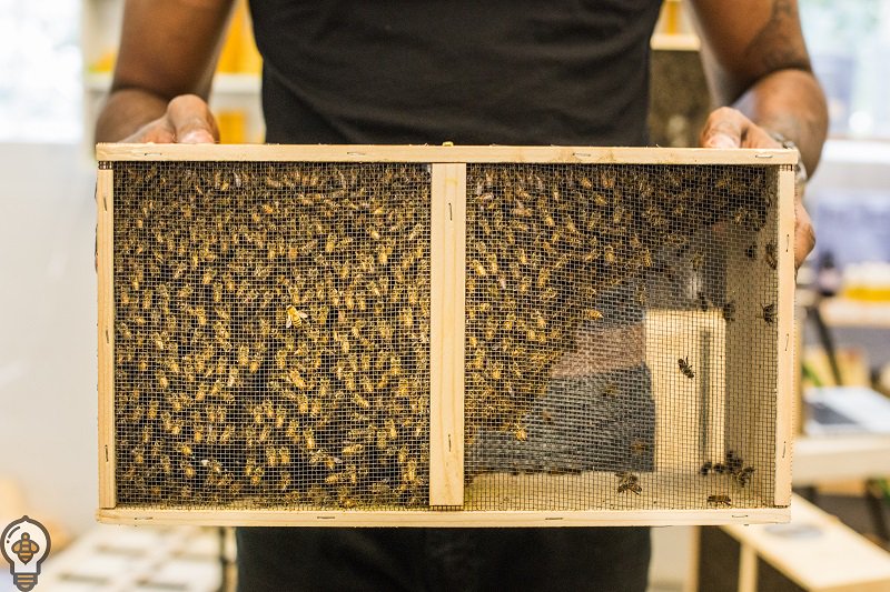 Bee Thinking tweet media