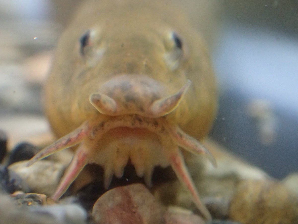 北九州 魚部 栃木県産キタドジョウ氏 顔 正面 連続して撮ったので 口と頬が開いたり ふくらんだり キタドジョウの特徴のひとつ 短か太い おひげ が可愛いな 笑