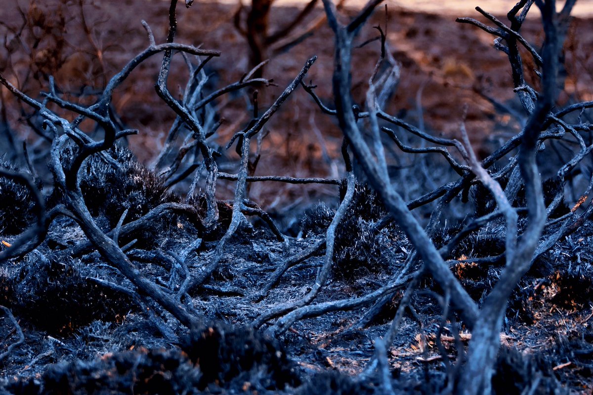 HaiwenJ's tweet photo. Woodbury Common after the fire on Sunday @DevonLife @exmouthjournal @ExpressandEcho @ClintonDevon #FireAftermath #Burnt #Exeter https://t.co/CijbSpKv7Z
