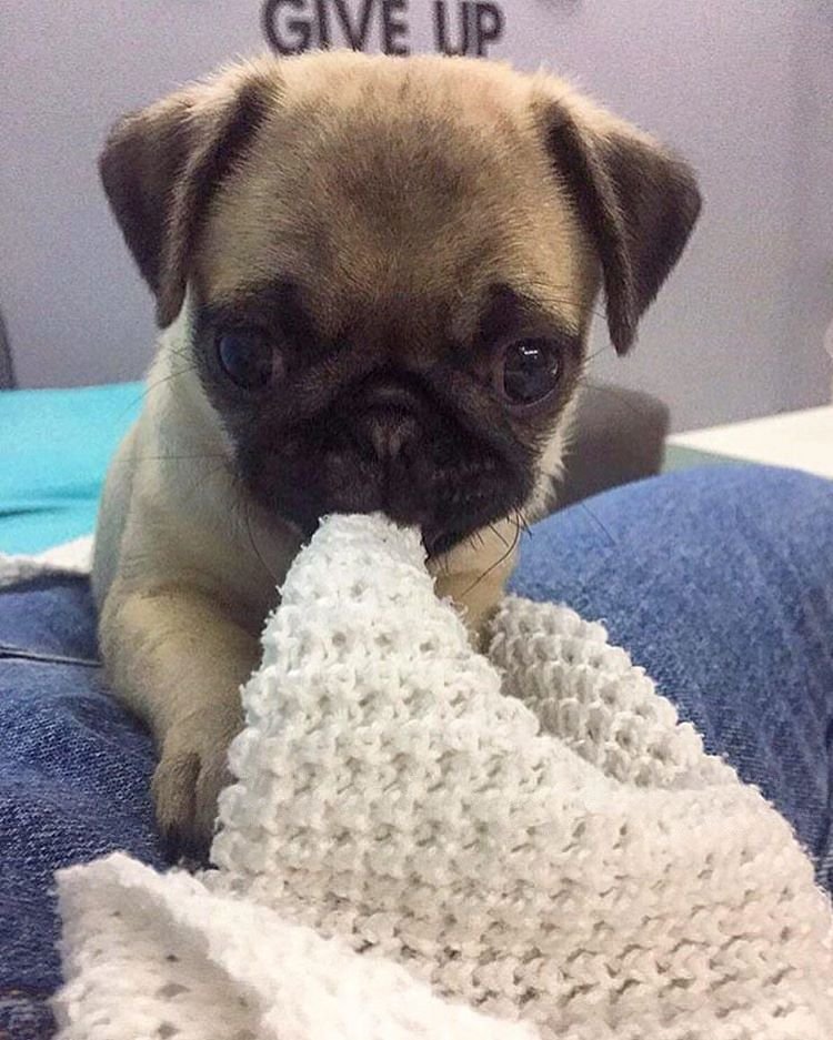 PugDailyClub's tweet image. A pug a day keeps doctor away!💖

#pugdaily #pugs #pug #cute #puglover