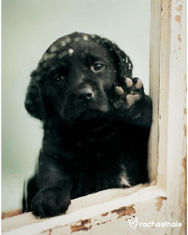 "I miss you. When will you go home? Go home ASAP and feed me, plz" 🐶💕🙁👌 #labradorretriever ift.tt/2q8XoFf