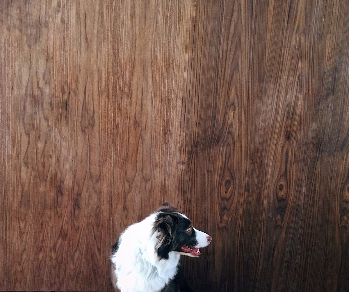 Mikatheborder's tweet image. Trying to blend in but my white fur gives me away #notsostealth