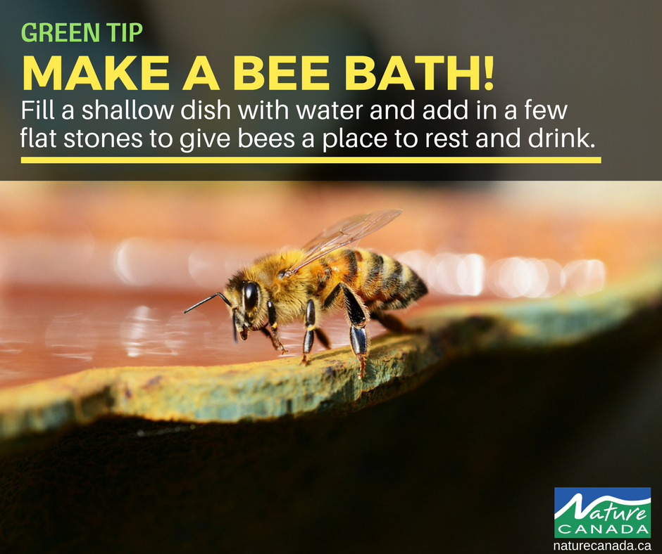 NatureCanada's tweet photo. Help the bees in your yard by making a #bee bath! https://t.co/rBMoPJfIV7