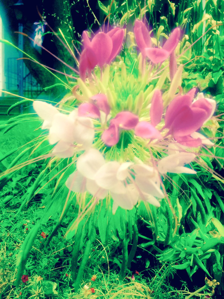 Harlee_chris's tweet photo. 🌸🌸🌸 https://t.co/zSaWkpHs4s