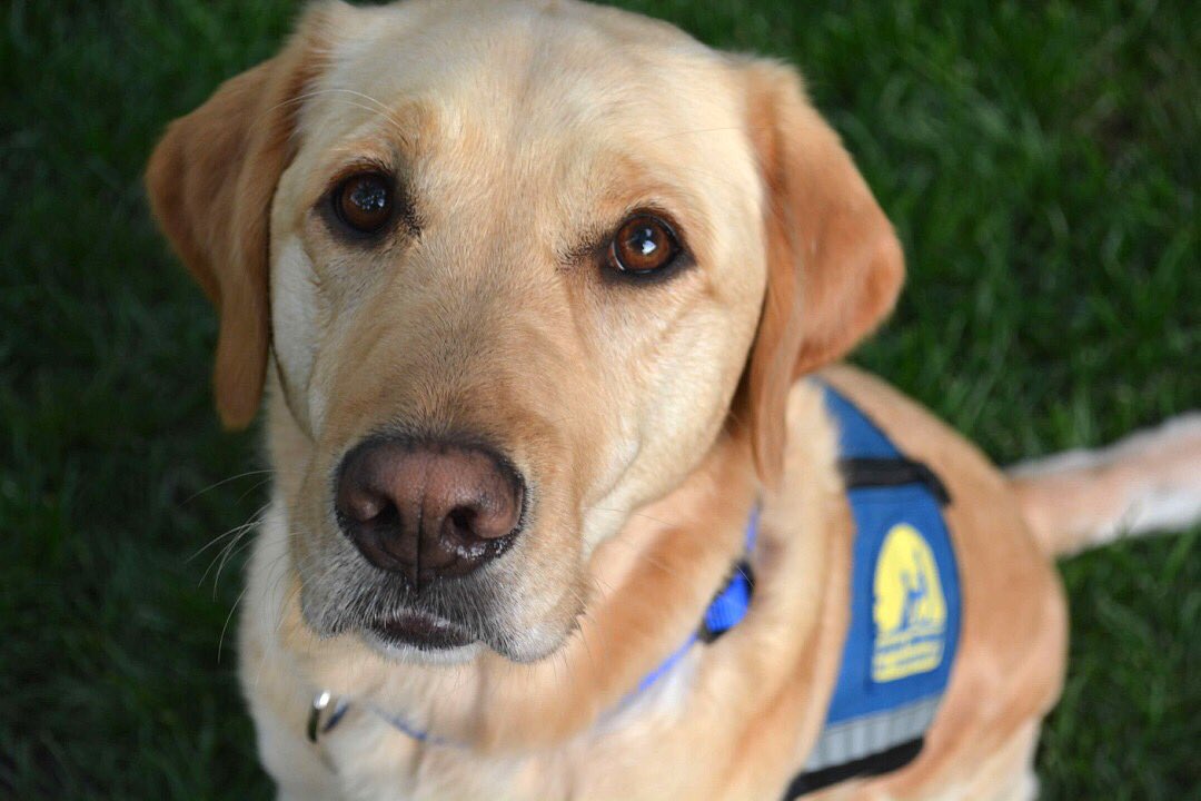 Battier Service Dog tweet media