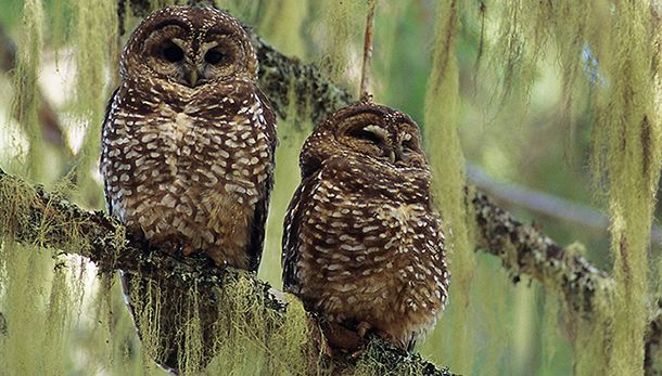 an opinion on the importance of protecting the habitat of spotted owls in the american forests Magazine article american forests saga on the spotted owl read preview for a bird as territorial as the northern spotted owl, such habitat owls forests. an opinion on the importance of protecting the habitat of spotted owls in the american forests Magazine article american forests saga on the spotted owl read preview for a bird as territorial as the northern spotted owl, such habitat owls forests.