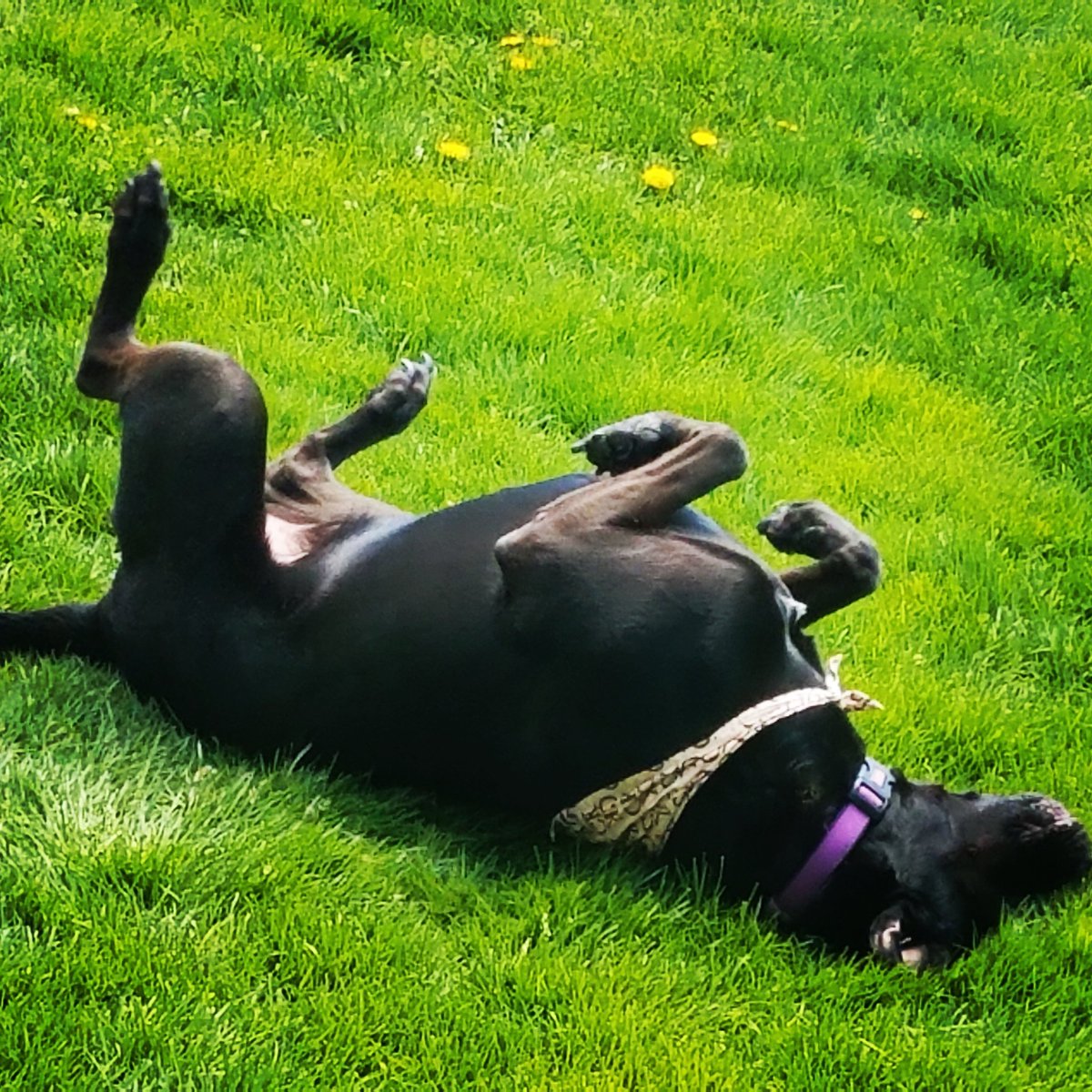 #springtime at #mansiondistrictinn #bedandbreakfast