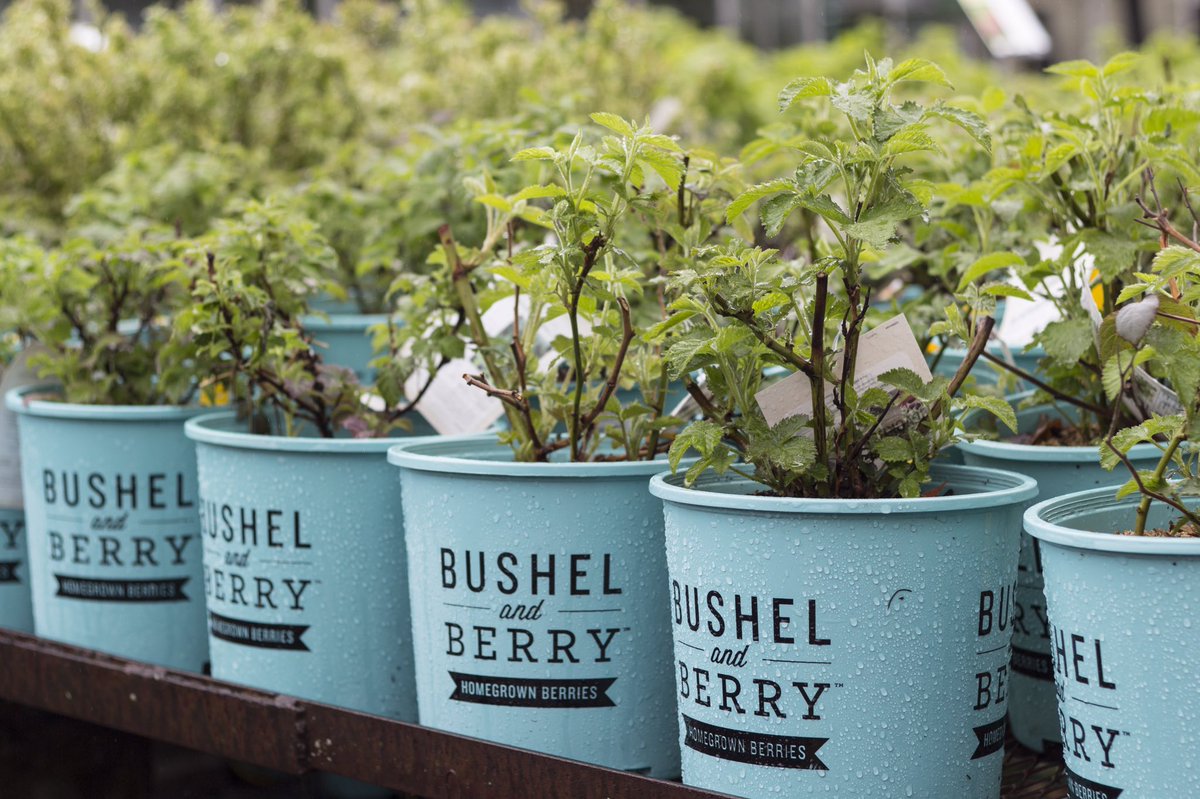 mahoneysgarden's tweet photo. Now in! @BushelandBerry plants! We love these #Ornamental #EasyToGrow #SelfPollinating #HomegrownBerries https://t.co/pVfy14tMQk