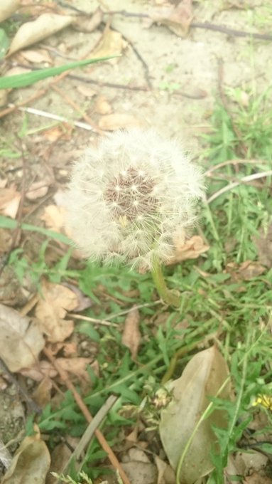 綿毛のtwitterイラスト検索結果 古い順