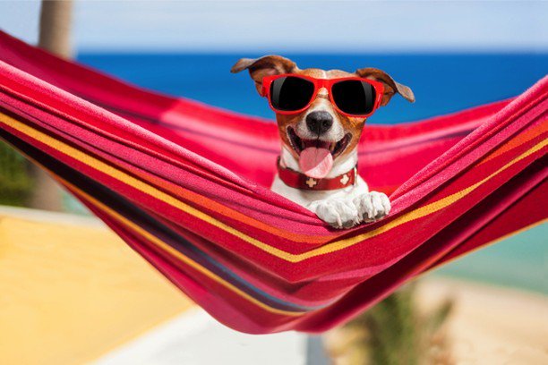 dogshoponline's tweet photo. It's Getting Close To Summer. My dogs love the beach, do yours?
#dogsofig #thedogshoponline #dogs #dog #dogsoftwitter #lovedogs #ilovedogs … https://t.co/Ee3960gZkw
