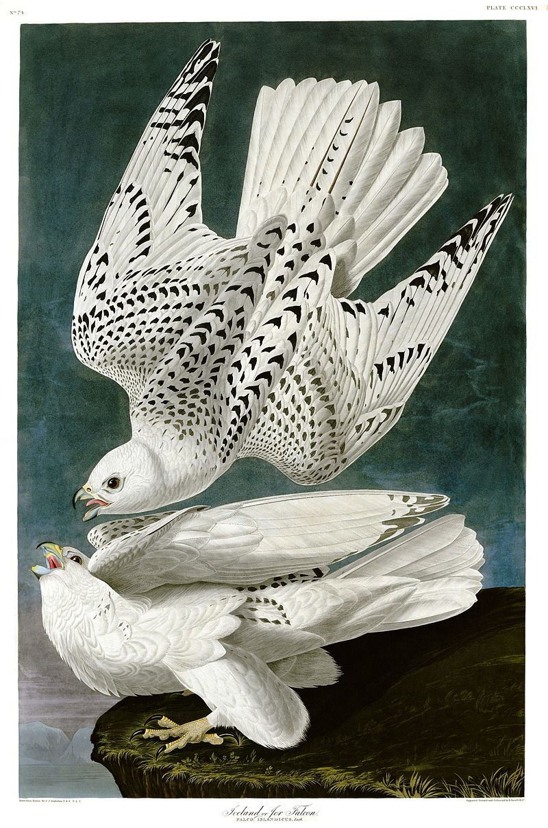 Happy Birthday to John James Audubon, patron saint of American birdwatchers.  