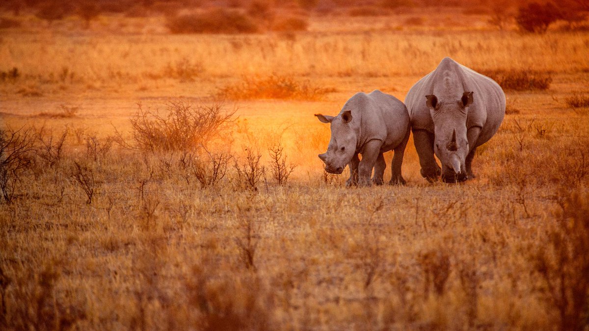 Photo of the Day: Two rhinos grazing in the African savanna.