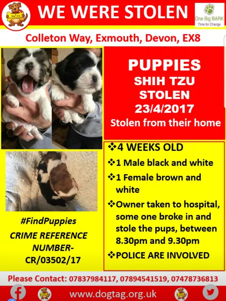 Boxer_lab's tweet image. On the 23rd april two 4 week old puppies were stolen away from their mother in a house burgulary while there owner was taken to hospital.
