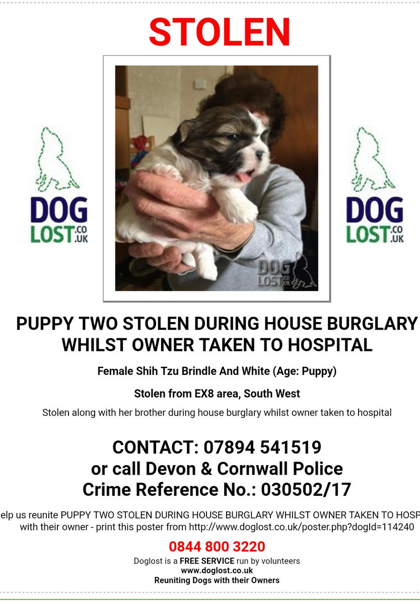 Boxer_lab's tweet image. On the 23rd april two 4 week old puppies were stolen away from their mother in a house burgulary while there owner was taken to hospital.