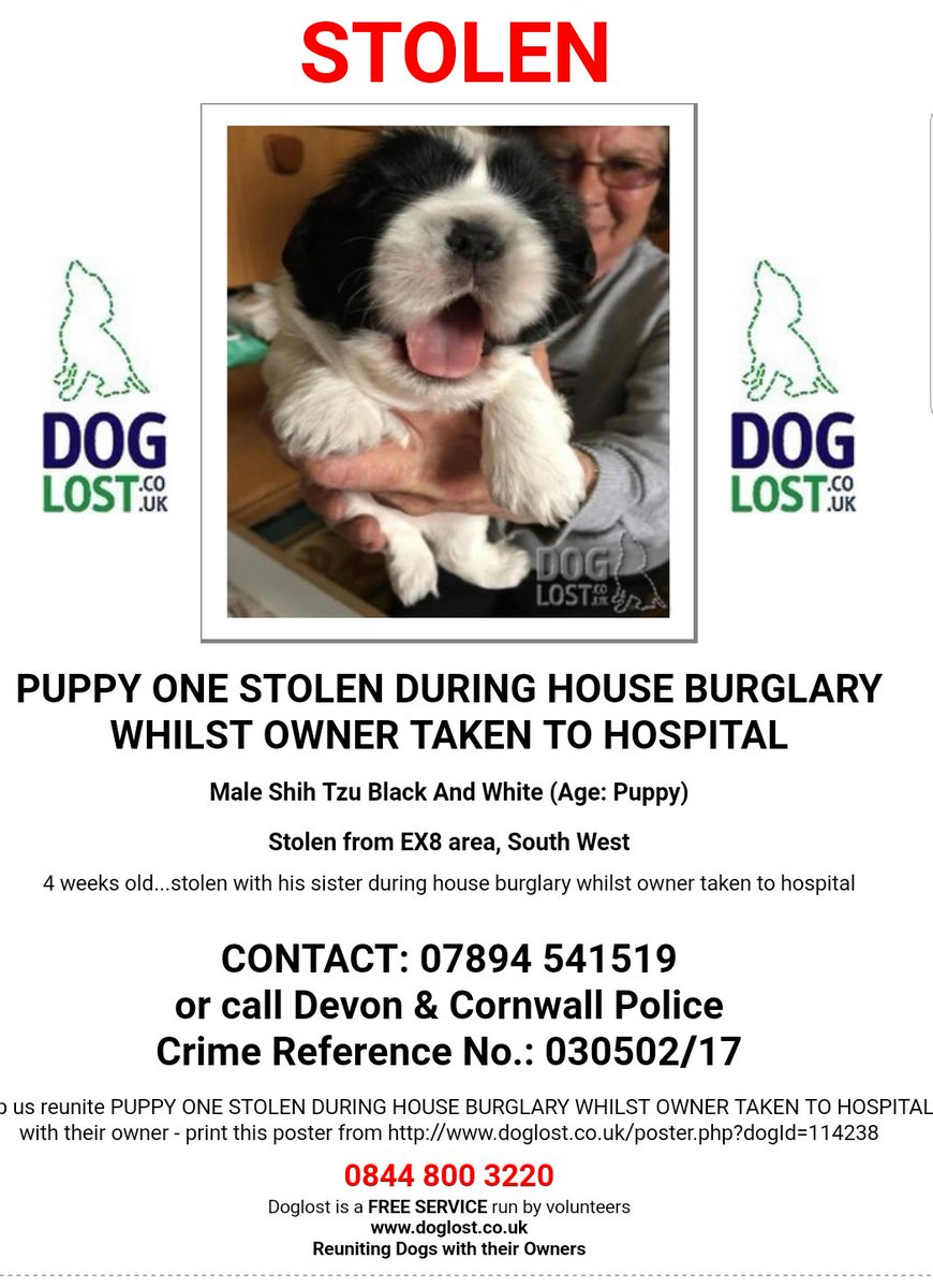 Boxer_lab's tweet image. On the 23rd april two 4 week old puppies were stolen away from their mother in a house burgulary while there owner was taken to hospital.