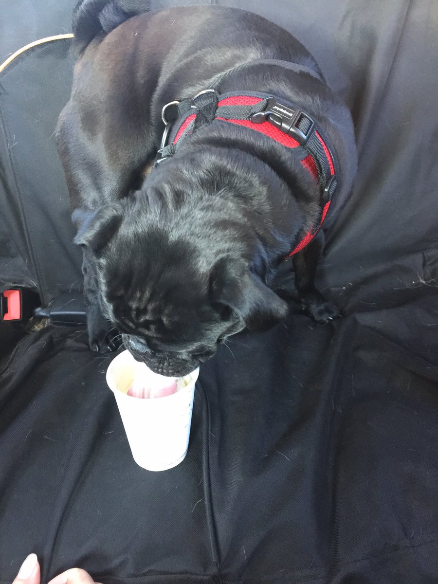 A1: #ThePittsburghGrumble loves puppuccinos during road trips #PugChat
