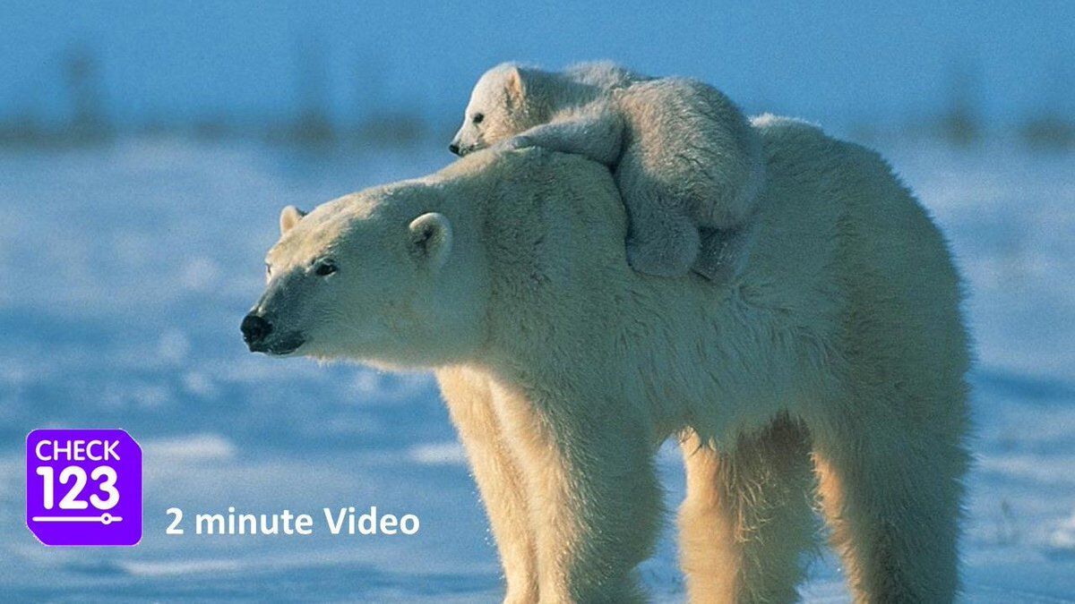 Check123 NATURE on Twitter "How does the polar bear mother protect her