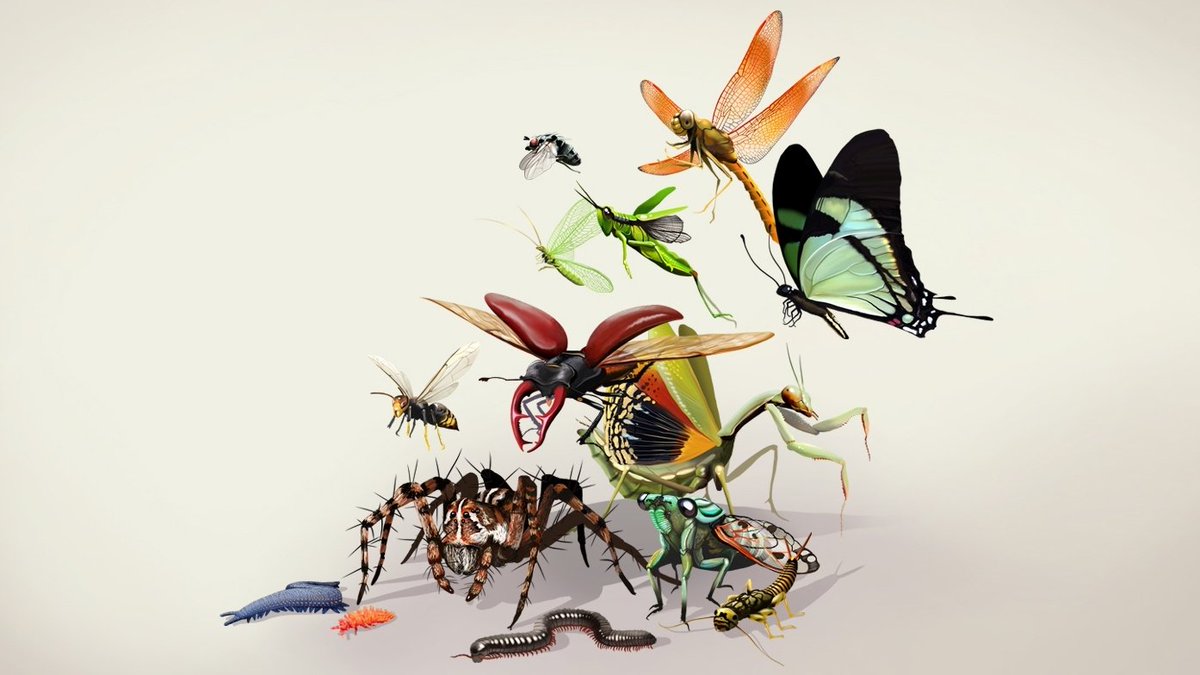 ankapestcontrol's tweet image. Eklem bacaklılar ve Eviniz Hakkında Bilmedikleriniz tinyurl.com/mt8olad