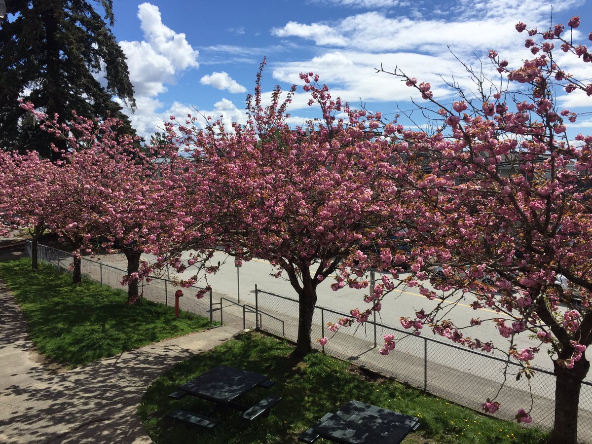 Rebecca Vincent (@r_vincentlst) on Twitter photo I still maintain I have the best view in all of <a href="/WestVanSchools/">WestVanSchools</a> at this time of year #irwinpark #cherryblossoms #westvancouver I still maintain I have the best view in all of <a href="/WestVanSchools/">WestVanSchools</a> at this time of year #irwinpark #cherryblossoms #westvancouver