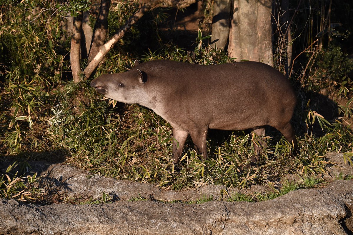上野動物園 公式 さあ そろそろバクに洗脳されてきたころではないでしょうか 16時をバクバクバクバクバクバクバクバクバクバクバクバクバクバクバクバクバクバクバクバクバクバクバクバクバクバクバクバクバクバクバクバクバクバクバクバクバクバク