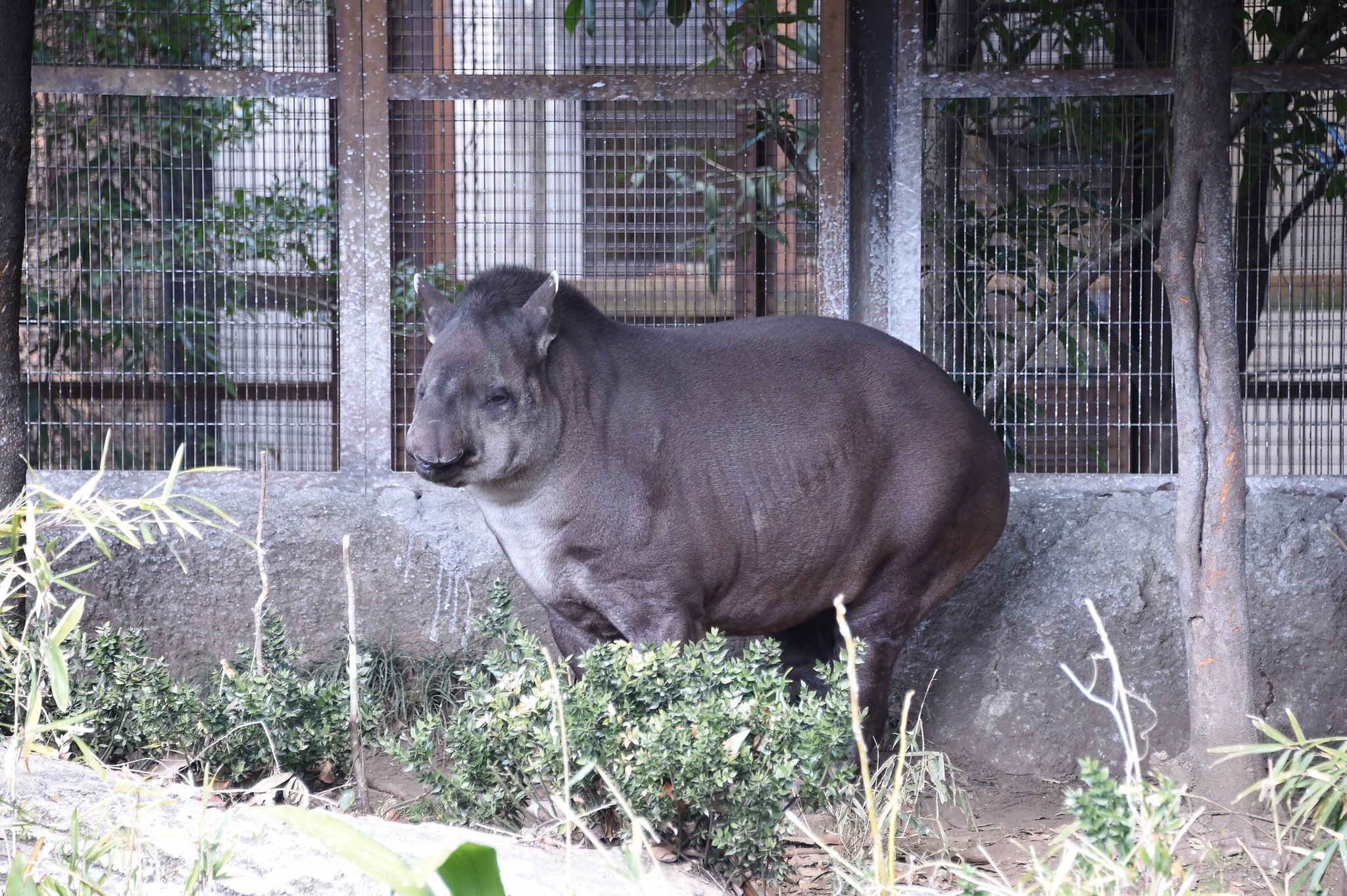 上野動物園 公式 バクと言えば多摩動物公園にいる白黒のマレーバクを思い浮かべる方が多いと思います 上野動物園にいるアメリカ バクが１色だけとがっかりすること無かれ よくよくご覧下さい シックなカラーにリーゼントの小粋なアメリカバクが10時を