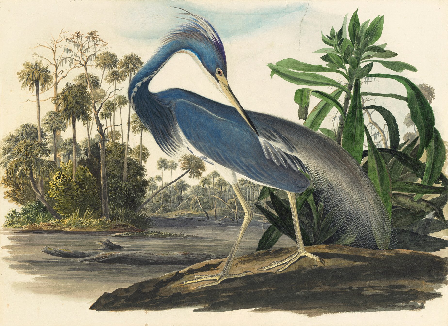 Happy Birthday John James Audubon 