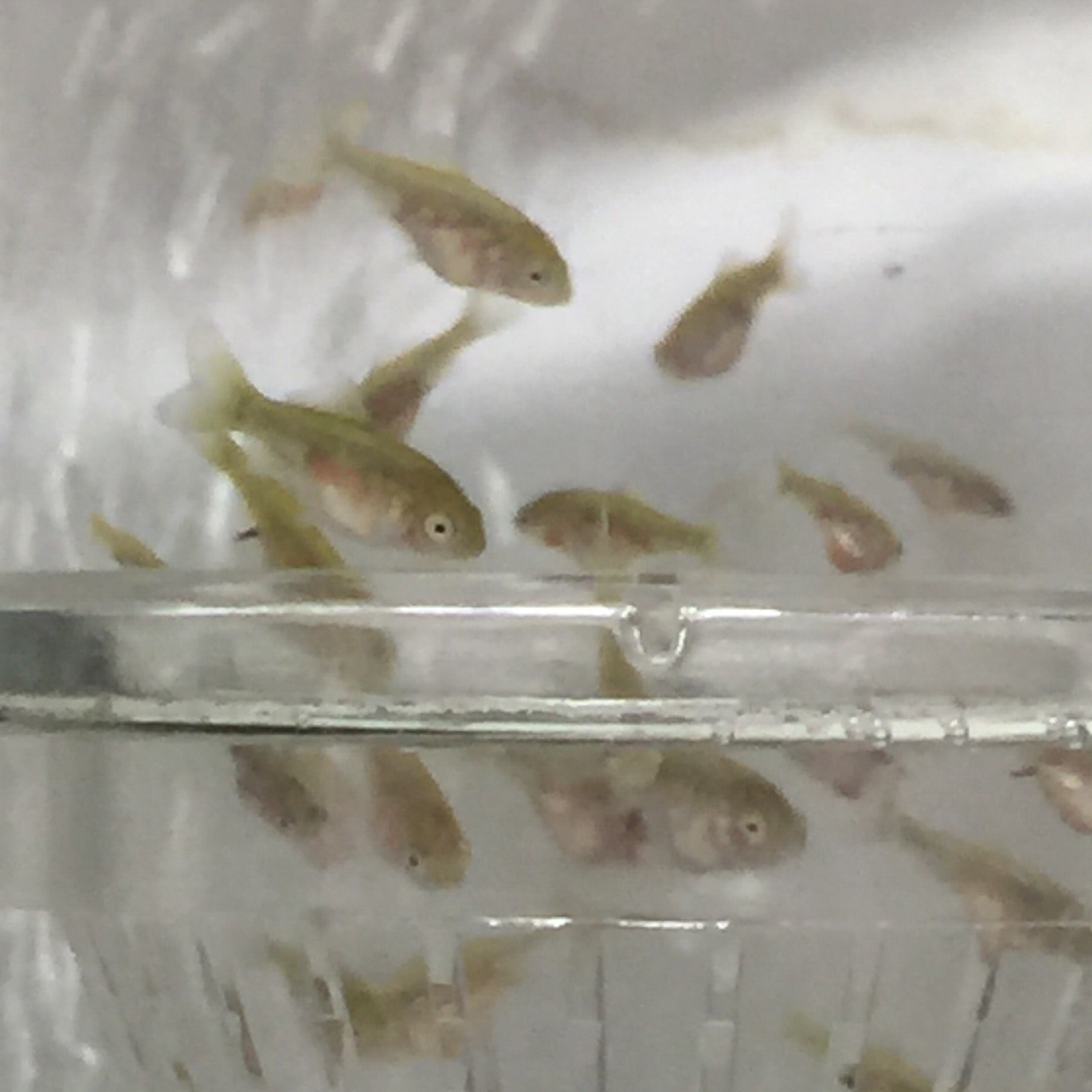 ねこりん 大きくなりました ˆoˆ 小赤 稚魚 金魚 T Co 45p3faulmq Twitter