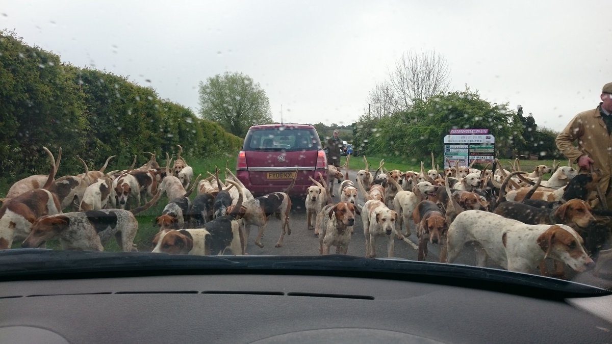newtotheshrew's tweet image. My traffic jam this morning! 😂🐕#countryproblems
