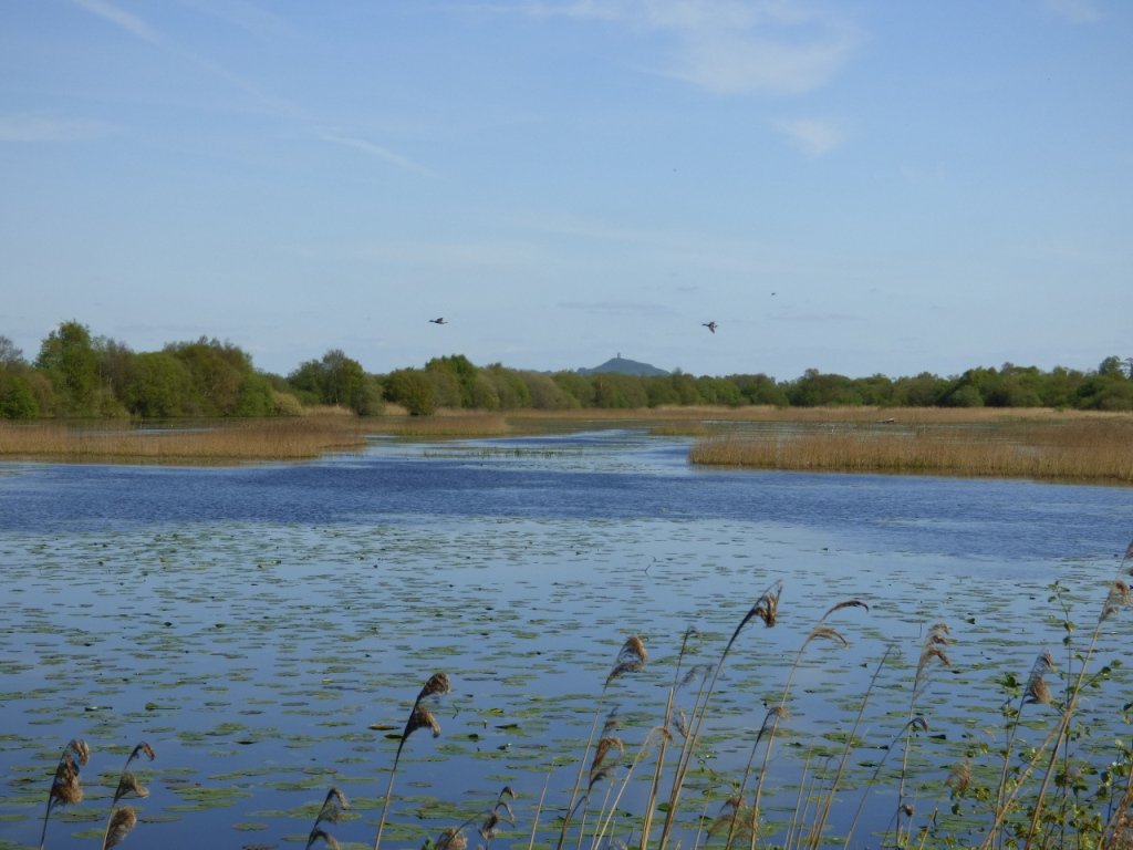 lovethelevels's tweet image. World-class #wetland at Shapwick Heath restored from old peat workings in a generation #SomersetLevels @AvalonMarshes @waterlevels @SWTsteve