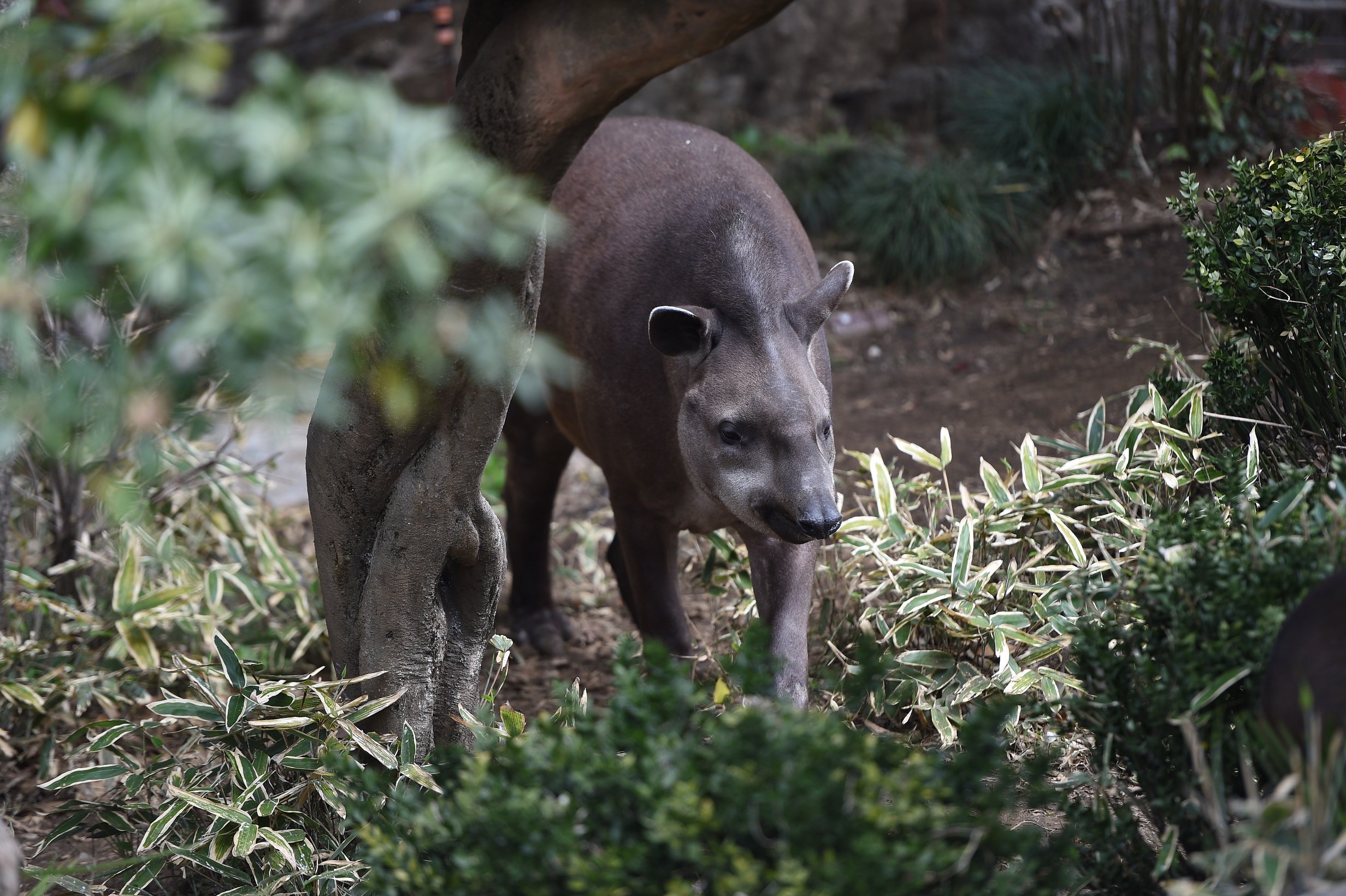 上野動物園 公式 さあ そろそろバクに洗脳されてきたころではないでしょうか 16時をバクバクバクバクバクバクバクバクバクバクバクバクバクバクバクバクバクバクバクバクバクバクバクバクバクバクバクバクバクバクバクバクバクバクバクバクバクバク