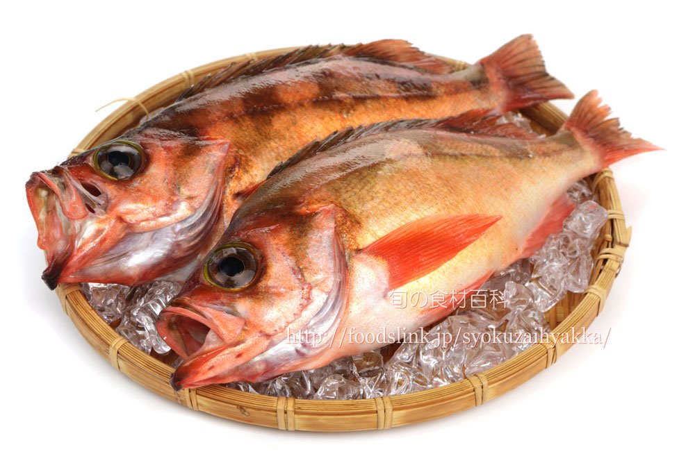 旬の食材百科ーフーズリンク T Co Puvvet0n9e ウスメバル 今旬を迎えて美味しいですよ メバルにもいろんな種類がいますが そのなかで最も大きくなる魚です この時期に鮮度がいいなら刺身もお勧め また 姿のまま煮たり焼いたりすると食欲そそ