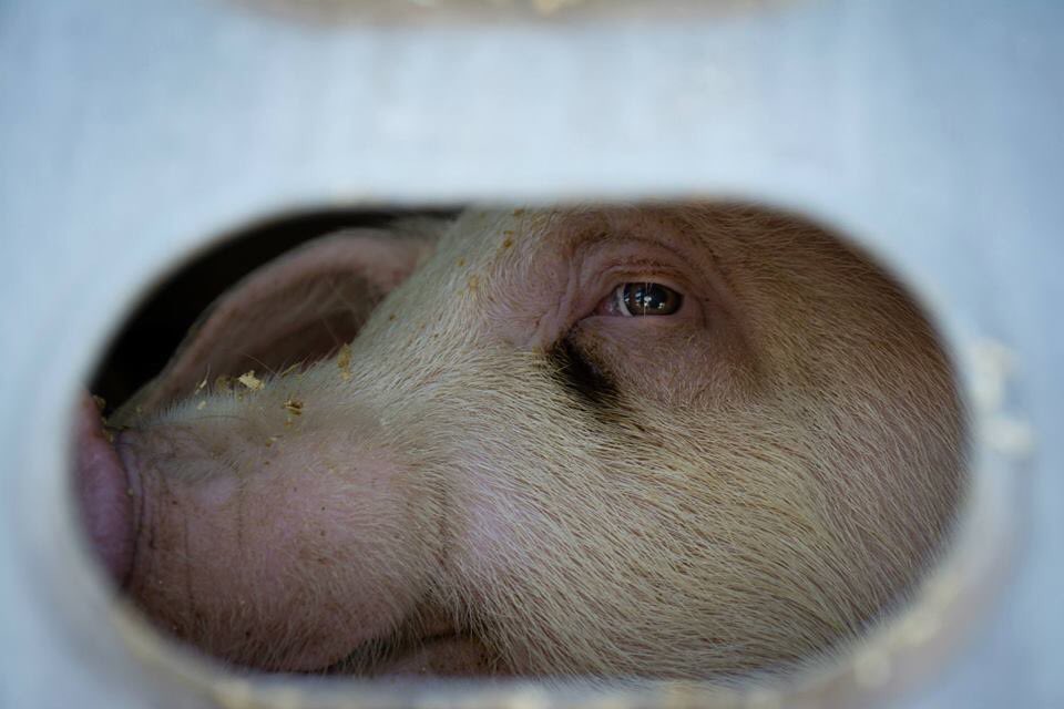 abunearthedfit's tweet image. Activists are still at the slaughterhouse #bearingwitness to pigs who knew no victory today. We continue for them. #PigTrial #vegan