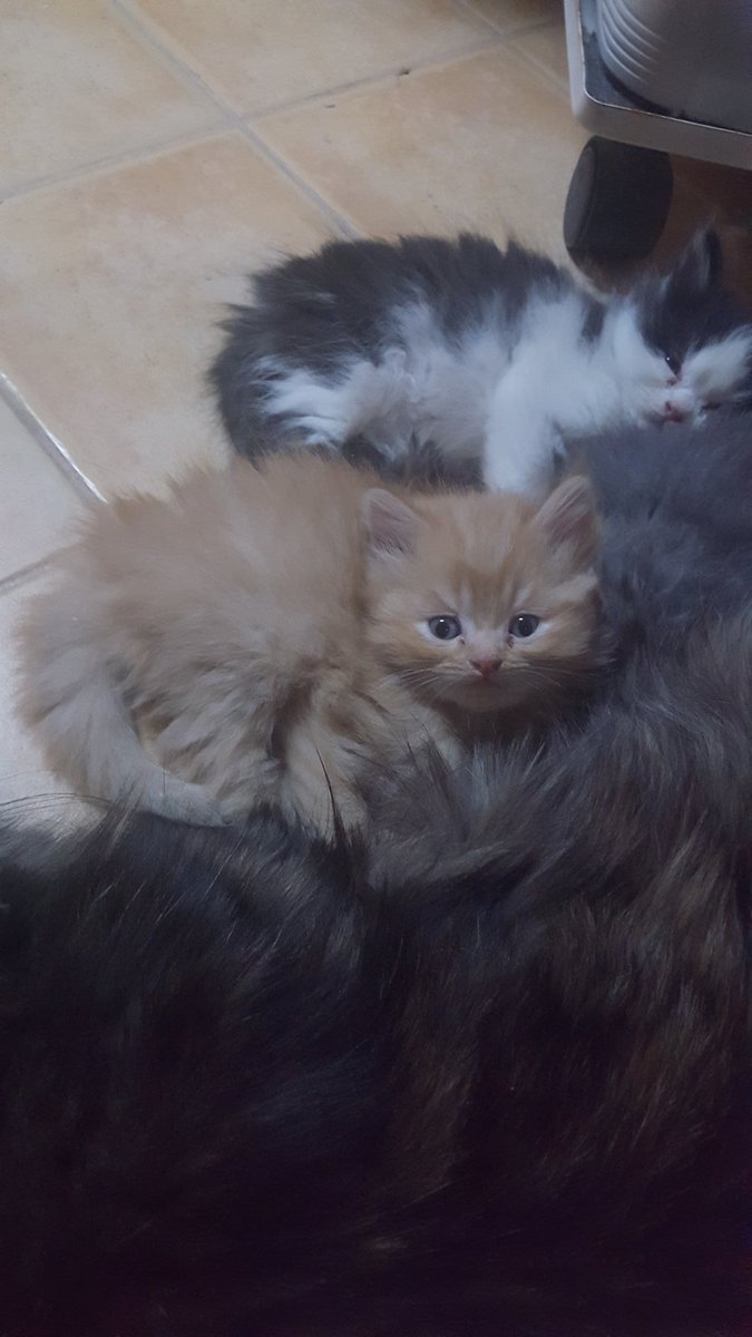 Riyadh_cats tweet media