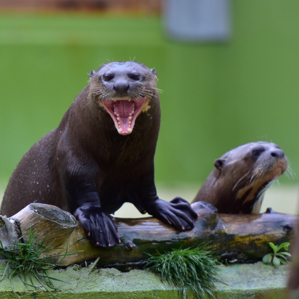 しきぶ ただの労働者 Pa Twitter カワウソかわいいってオオカワウソ見ても同じこと言えるの みたいに言われることもあるオオカワウソさんですが 怖めの顔でもカワイイよ オオカワウソ Zoomadrid しきぶ ただの労働者 Pa Twitter カワウソかわいいってオオカワウソ見ても同じこと言えるの みたいに言われることもあるオオカワウソさんですが 怖めの顔でもカワイイよ オオカワウソ Zoomadrid